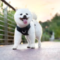 LED light dog chest harness in multiple colours with adjustable sizing for evening walks
