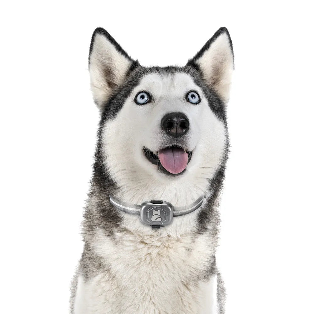 Black pet GPS tracker with hanging rope for attachment to dog or cat collars