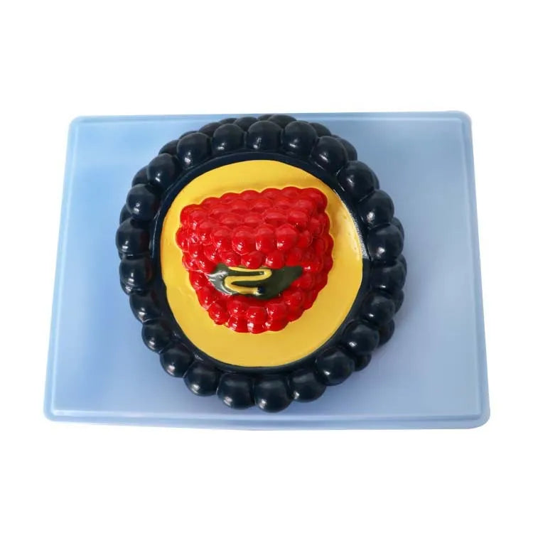 Black PVC virus biological teaching model measuring 20x15x7cm for classroom education