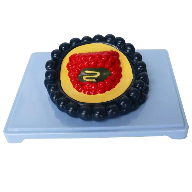 Black PVC virus biological teaching model measuring 20x15x7cm for classroom education
