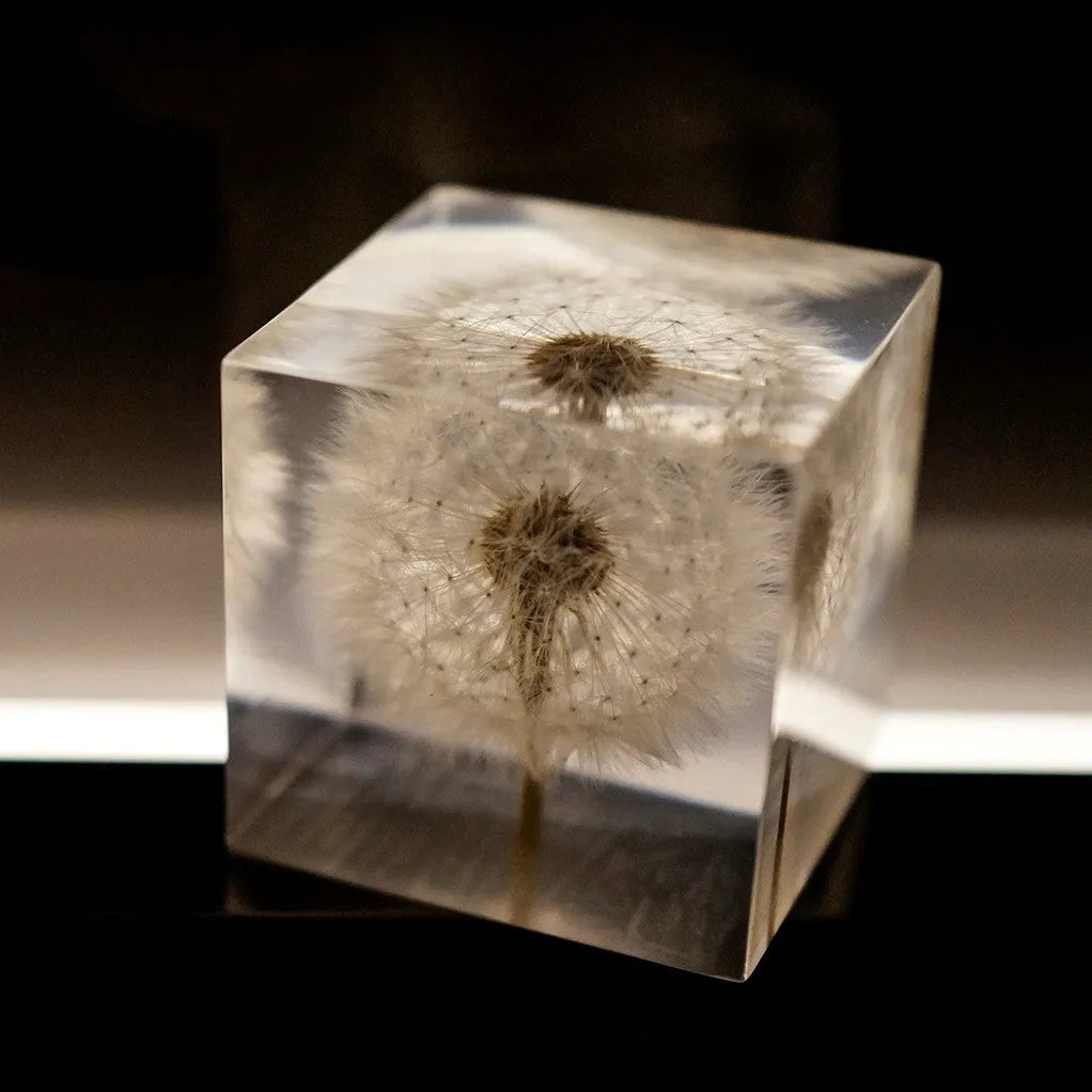 5cm clear resin cube containing preserved dandelion with wooden box and USB charging base