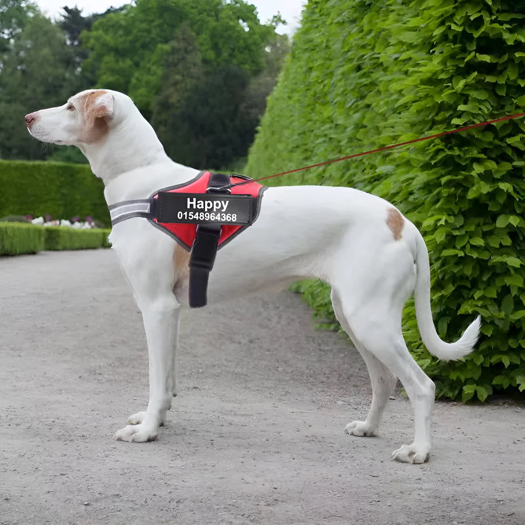 Personalised reflective no-pull dog harness in nylon with adjustable chest strap and sturdy handle