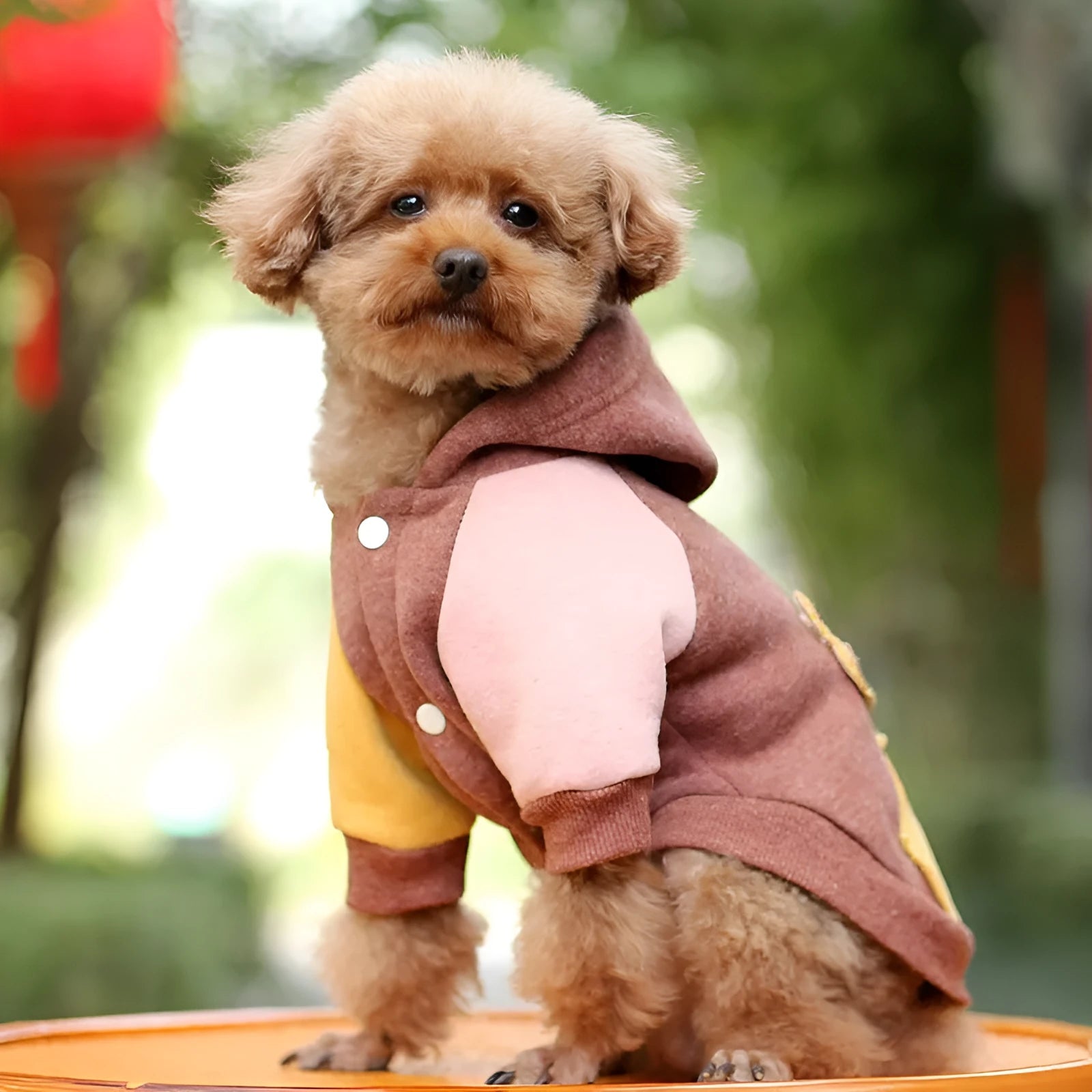 A brown cotton blend dog sweatshirt shown on a mannequin, size label visible.