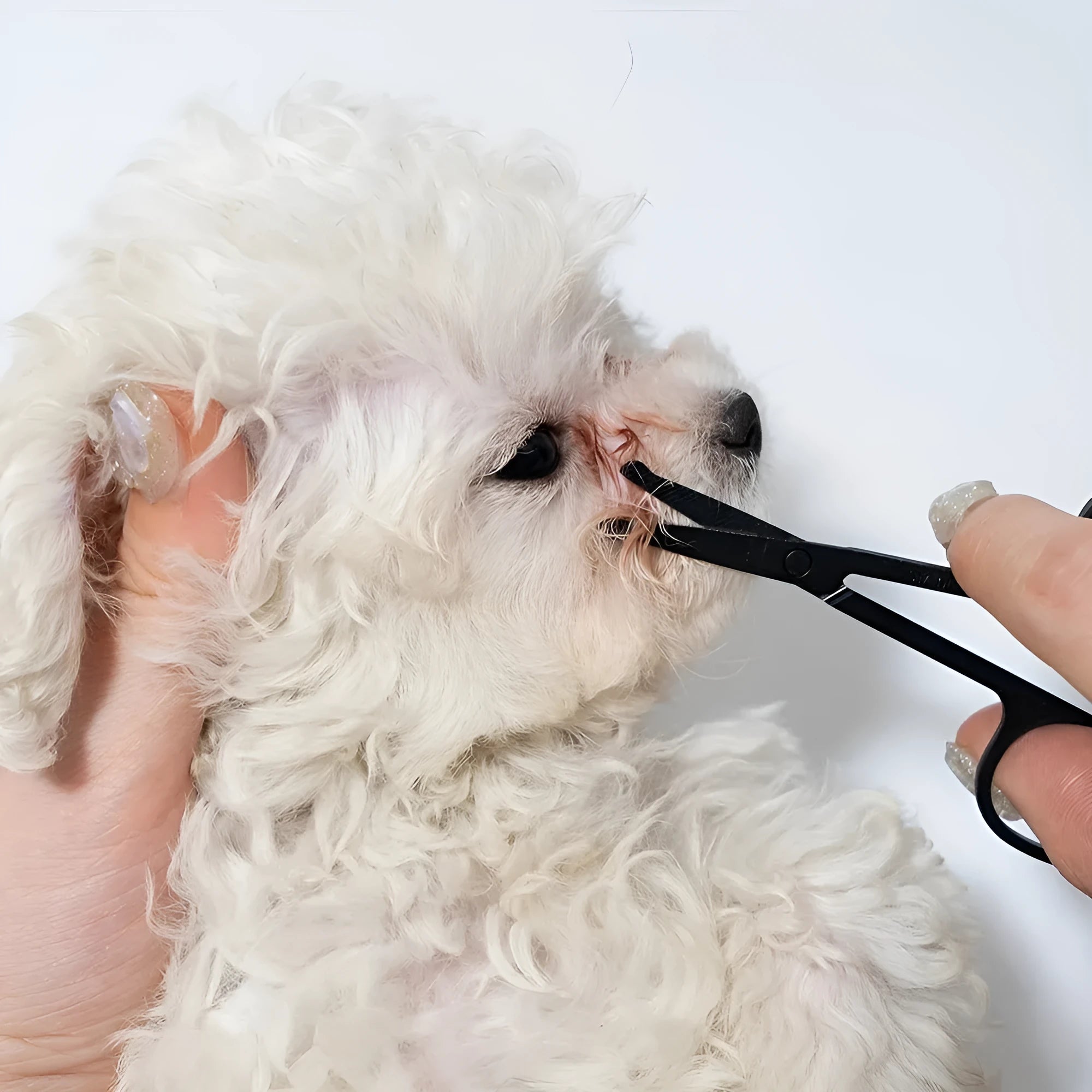 Black pet grooming brush with soft bristles for tear stain removal and integrated comb section