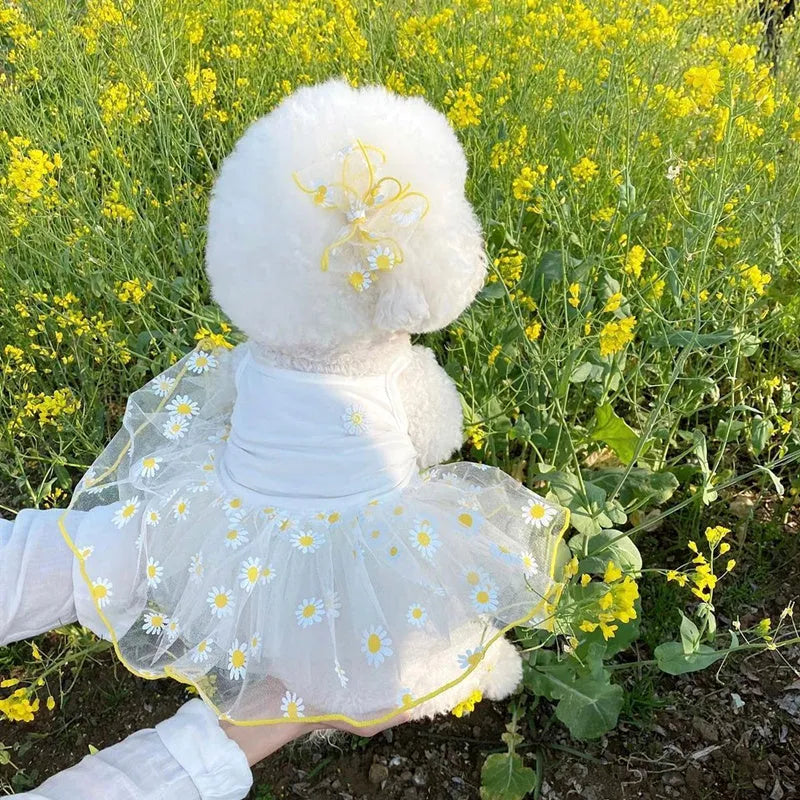Yellow daisy pattern polyester dog summer clothing outfit shown on dog model