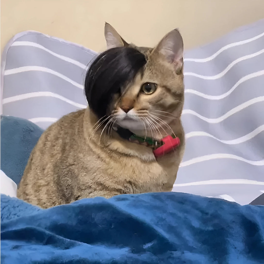 Black imitation braid pet wig for cats on white background