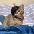 Black imitation braid pet wig for cats on white background
