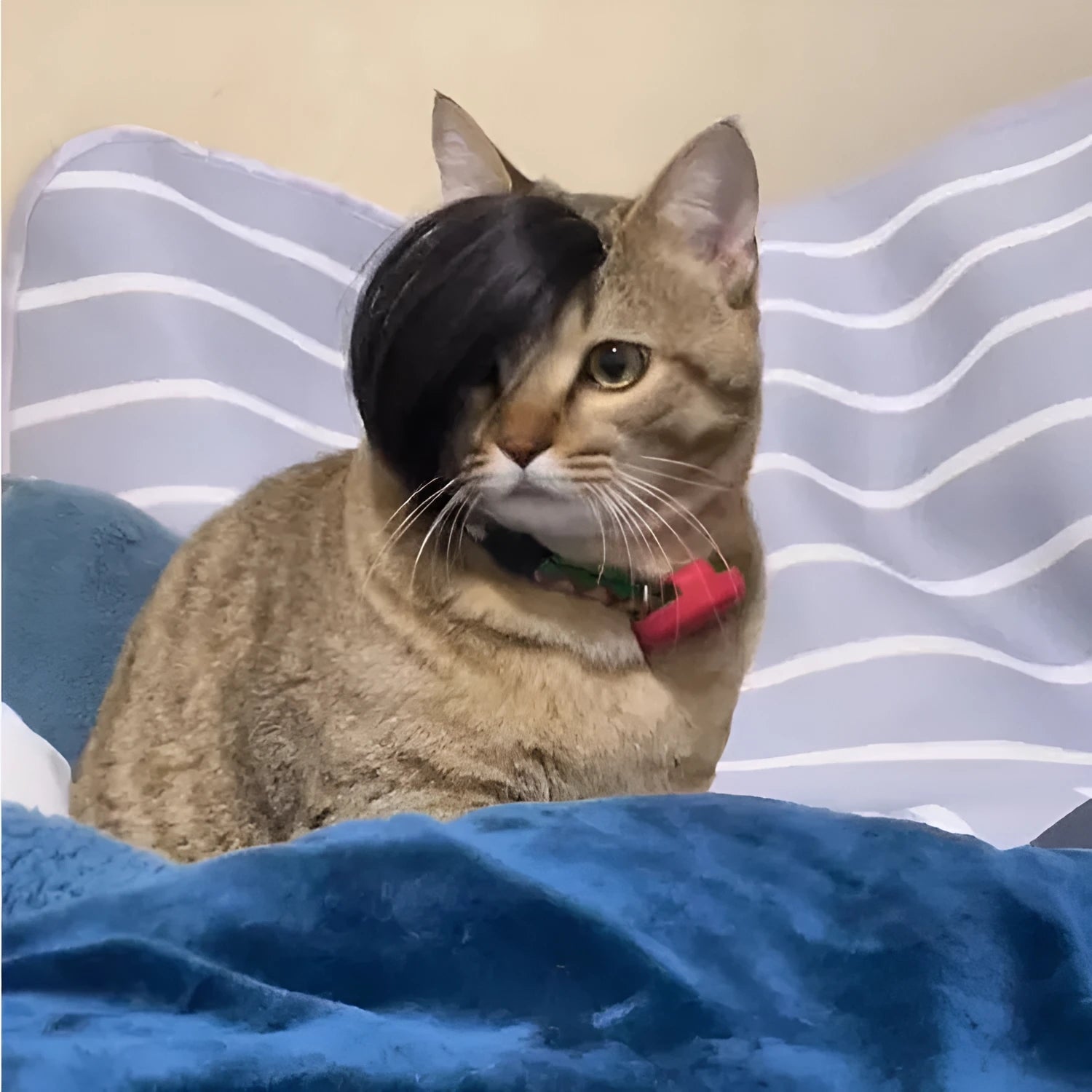 Black imitation braid pet wig for cats on white background