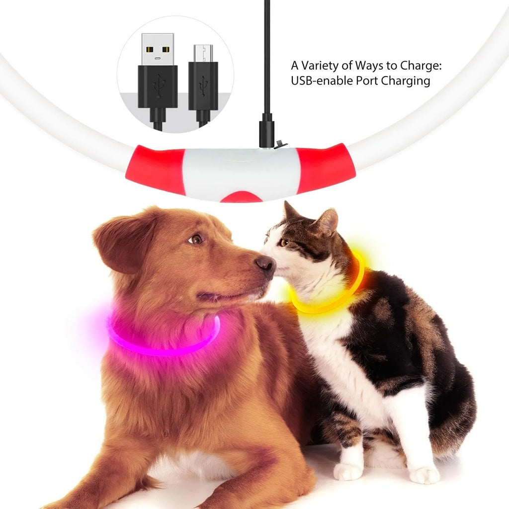 Blue USB rechargeable LED dog collar glowing around a dog's neck at night.