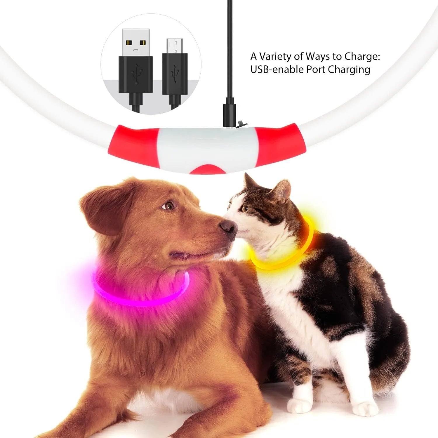 Blue USB rechargeable LED dog collar glowing around a dog's neck at night.