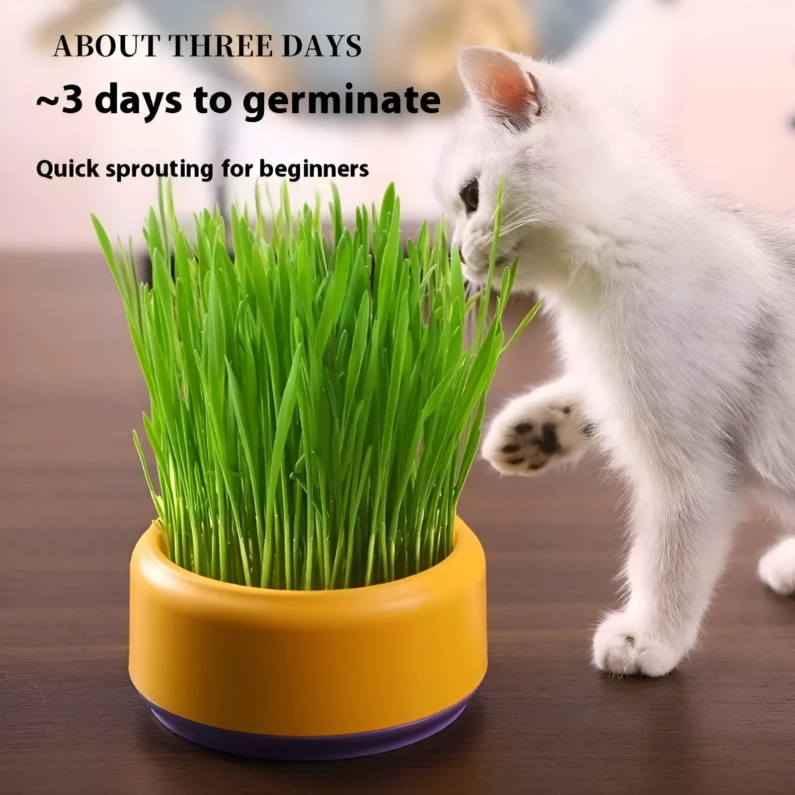 Hydroponic cat grass kit with soilless seeds in plastic growing cup