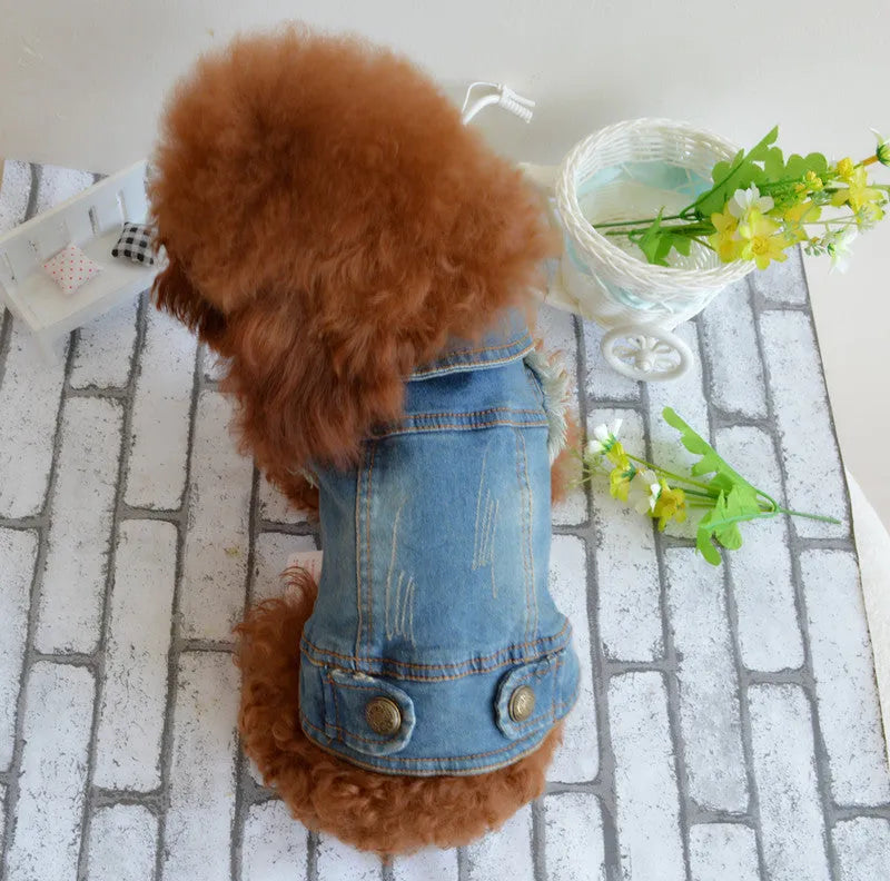 Denim dog vest with scratch pattern in dark wash colour on small breed dog