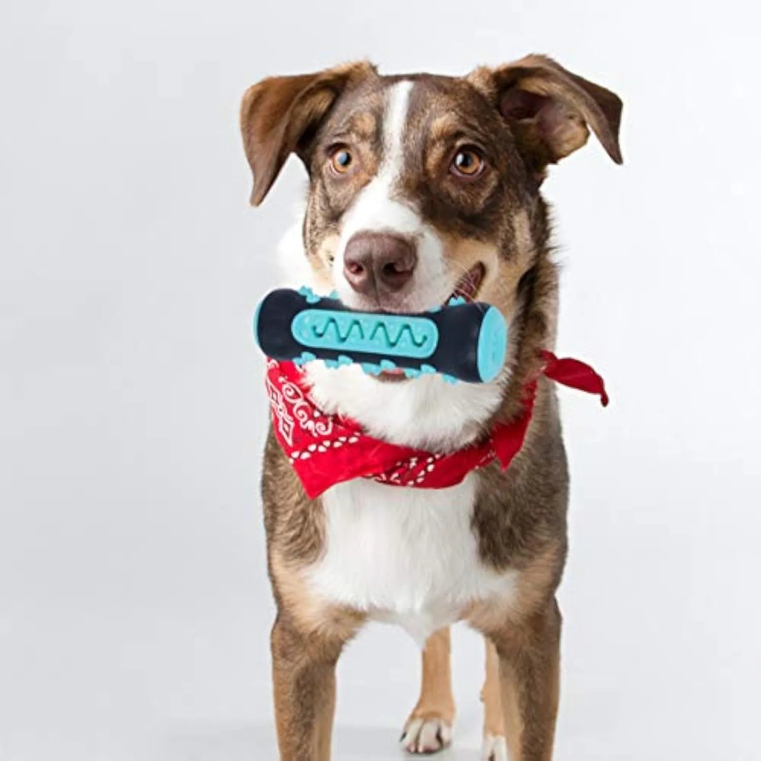 Natural rubber dog dental chew toy with textured cleaning surfaces, 15cm long, in blue colour