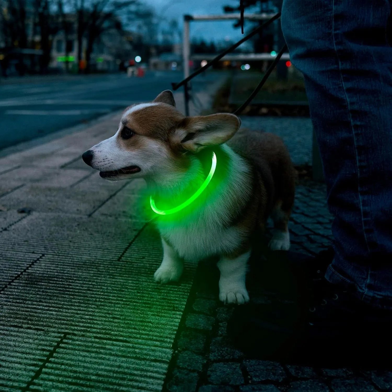 Blue USB rechargeable LED dog collar glowing around a dog's neck at night.