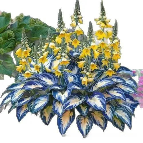 Packet of Coloured Leaves Jade Barrettes flower seeds containing 50 seeds for planting.