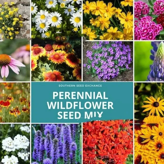 Packet of Purpleflower Holly Leaf cold and drought resistant mixed wildflower seeds for garden planting.