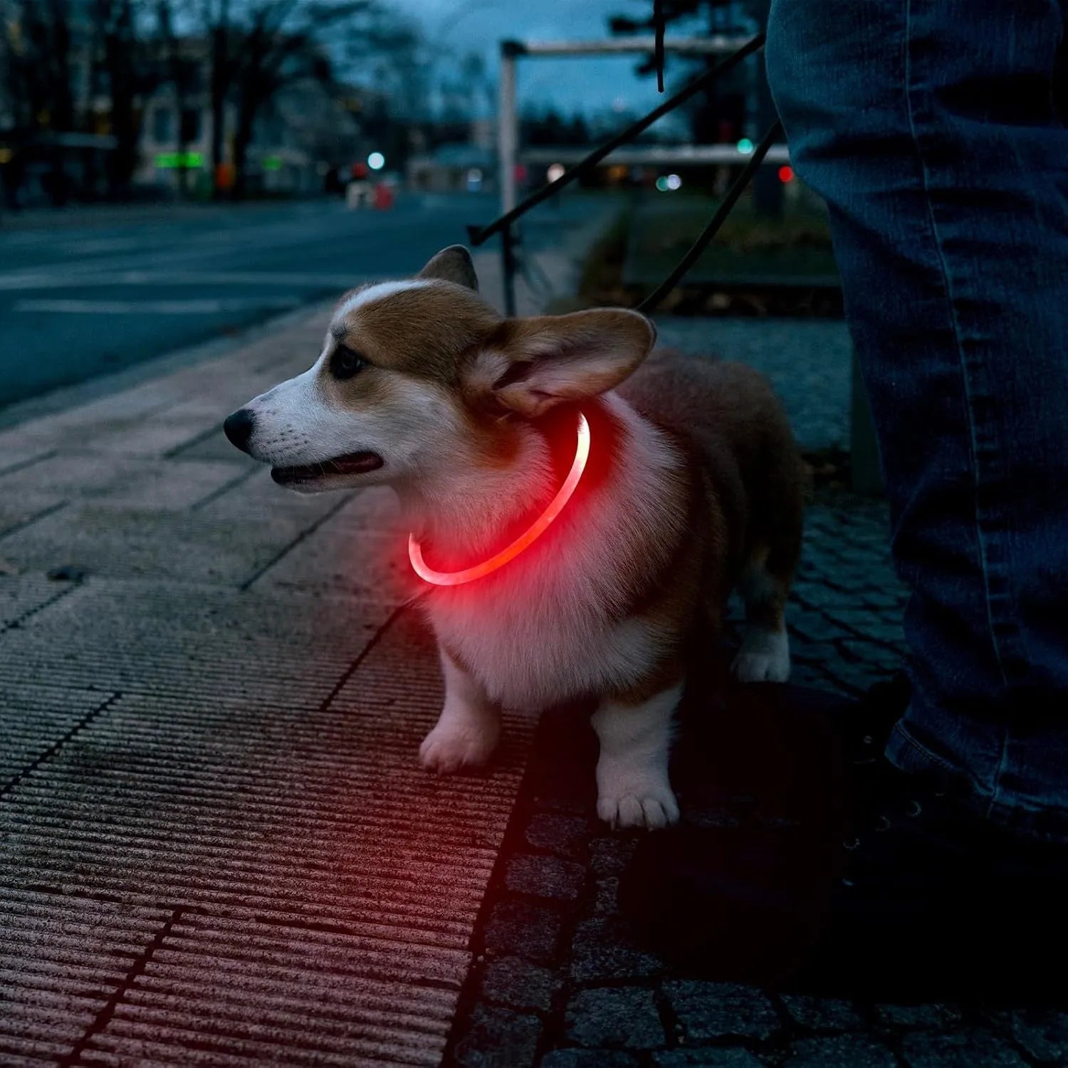 Blue USB rechargeable LED dog collar glowing around a dog's neck at night.