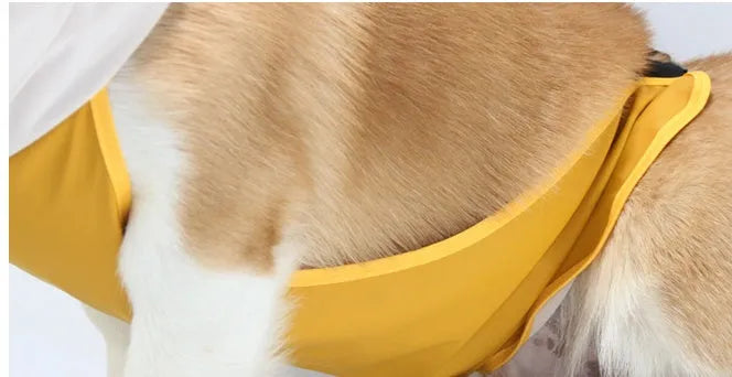Dog wearing transparent-brim waterproof PU raincoat with bellyband in egg yolk man colour