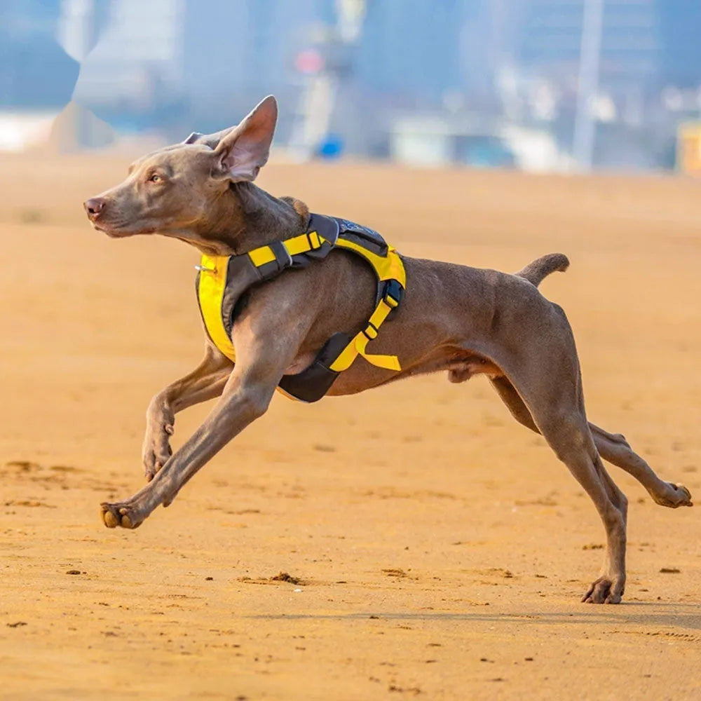 Orange and blue nylon dog chest strap vest harness shown on a model.