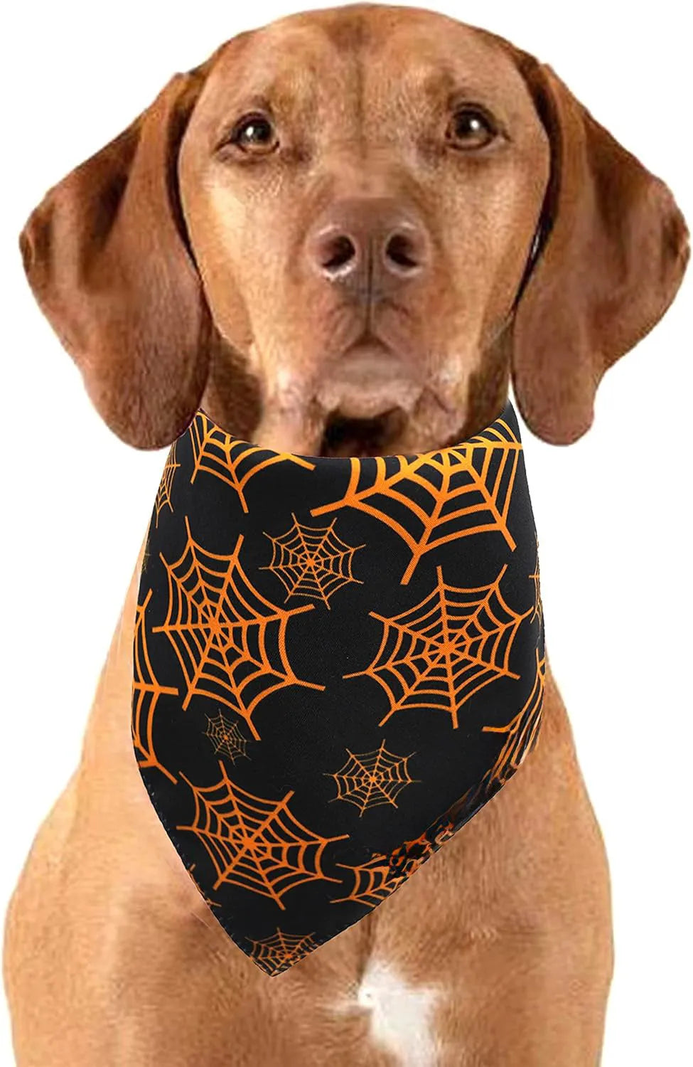Reversible Halloween dog bandana showing pumpkin pattern on orange side and spider web design on black side