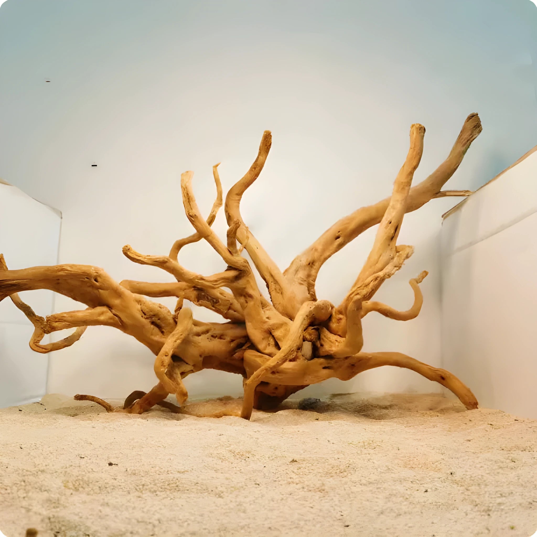 Xiaoqi root wood aquarium decoration ornament on a white background