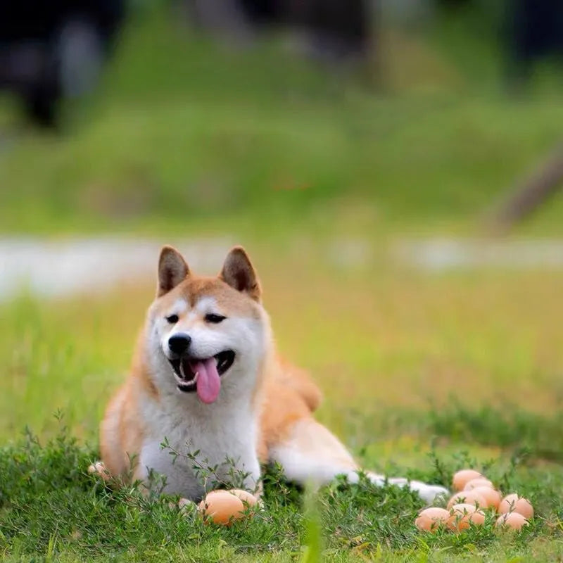 Egg-shaped dog toy with textured surface for tooth cleaning and sound feature