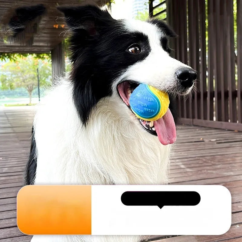 TPR rubber dog toy ball in two-tone colours with sound-making function for chewing and training