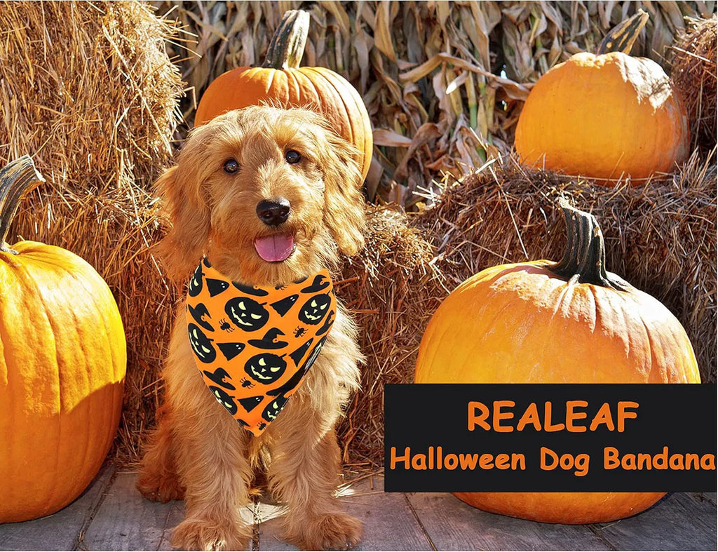 Reversible Halloween dog bandana showing pumpkin pattern on orange side and spider web design on black side