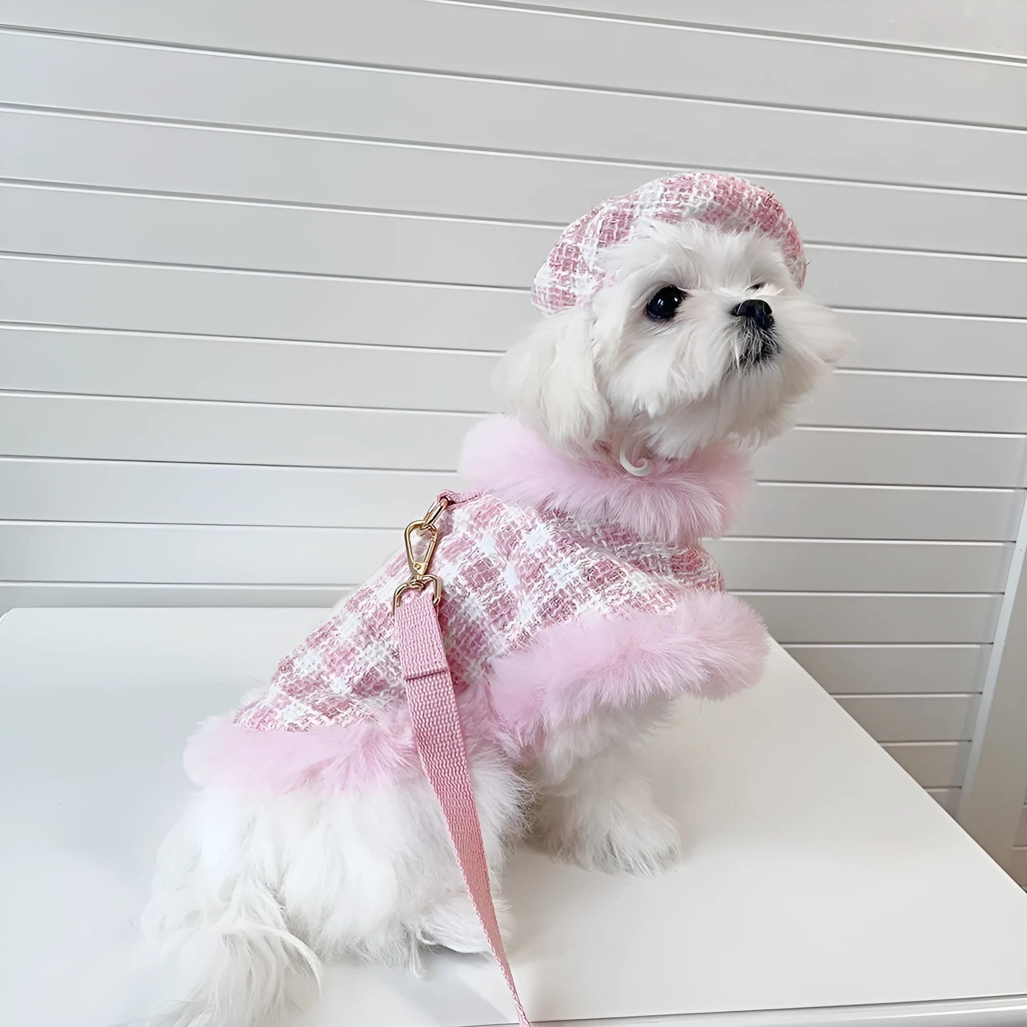 Pink cat wearing a beret and a cloak with a hand holding rope attached.