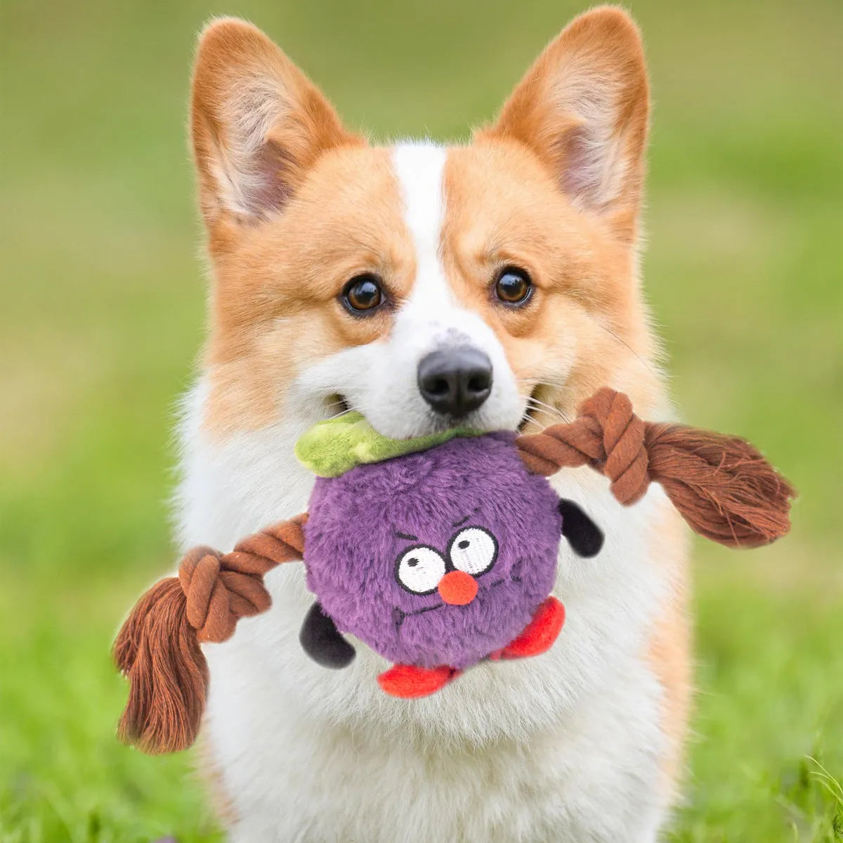 Green and purple interactive dog toy with plush rope knot design and molar tooth texture for tug-of-war games