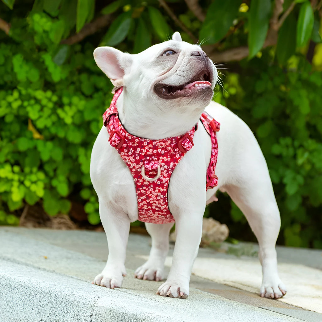 Cotton pet harness with chest strap in floral pattern, showing size adjustment points