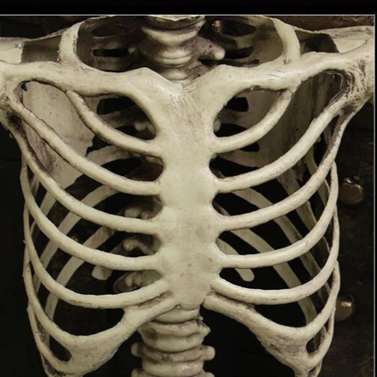 A full-size 170cm tall white plastic skeleton prop with a detailed skull on a neutral background.