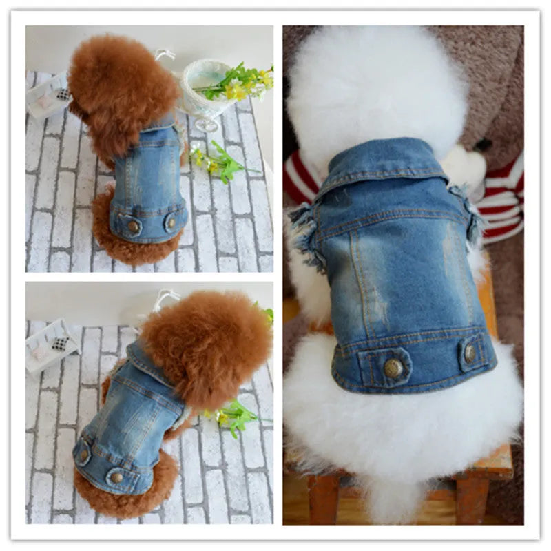 Denim dog vest with scratch pattern in dark wash colour on small breed dog