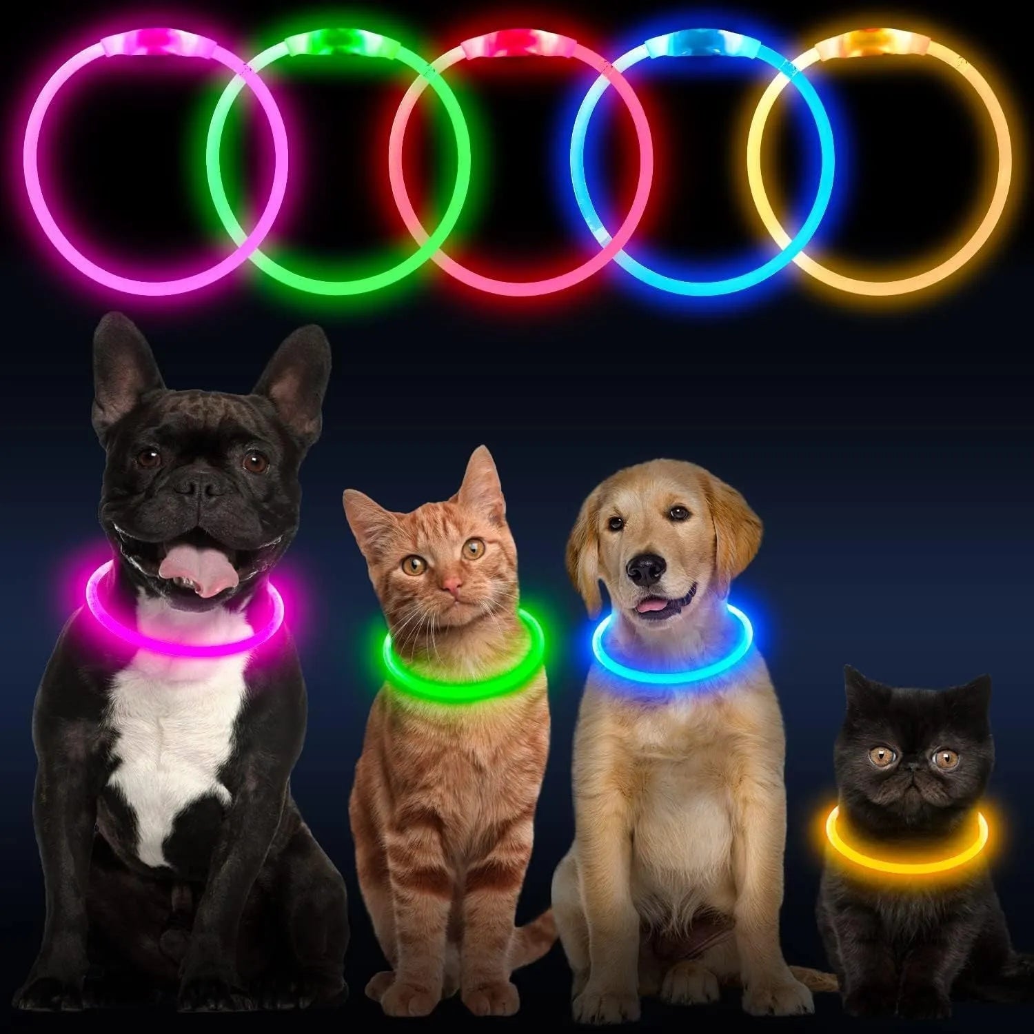 Blue USB rechargeable LED dog collar glowing around a dog's neck at night.