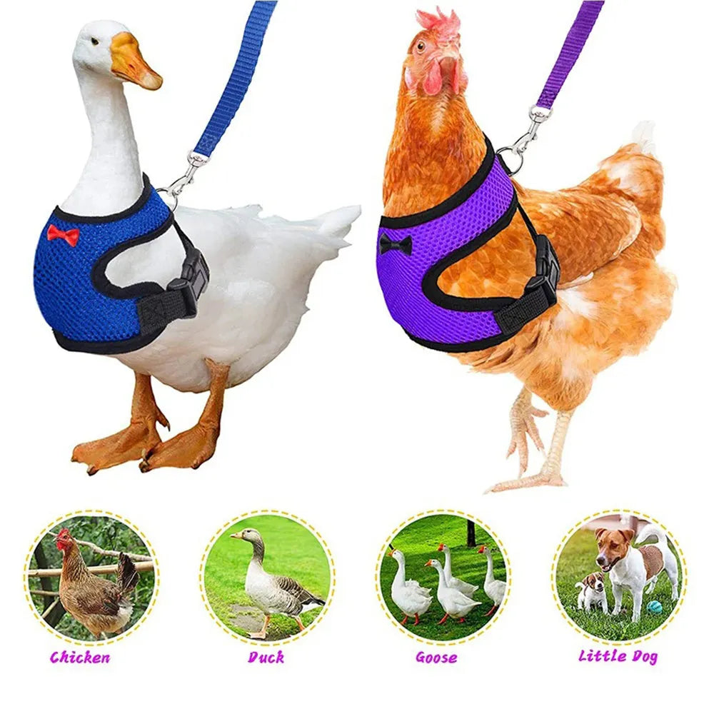 Chicken wearing mesh harness vest with decorative collar and control rope