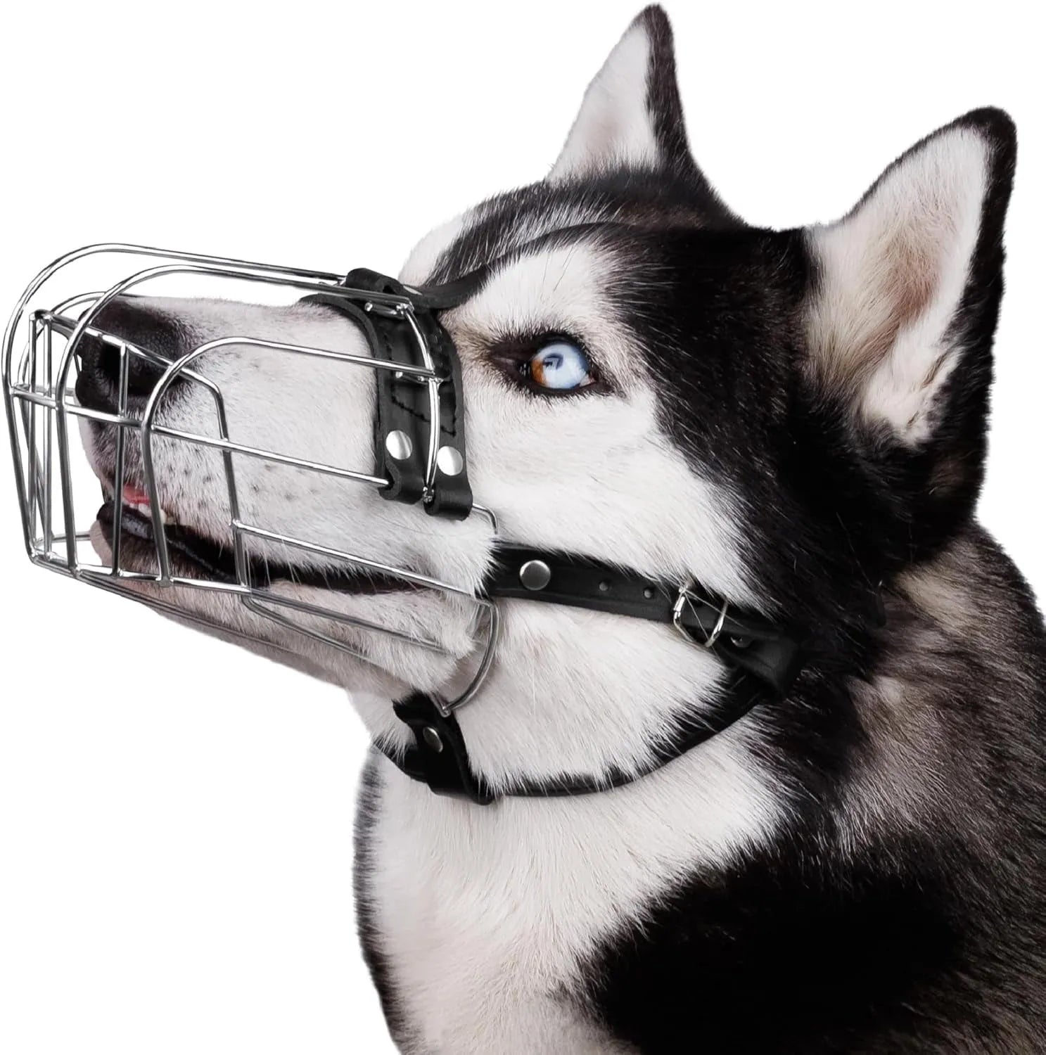 Black metal dog muzzle for Golden Retrievers and German Shepherds with buckle closure