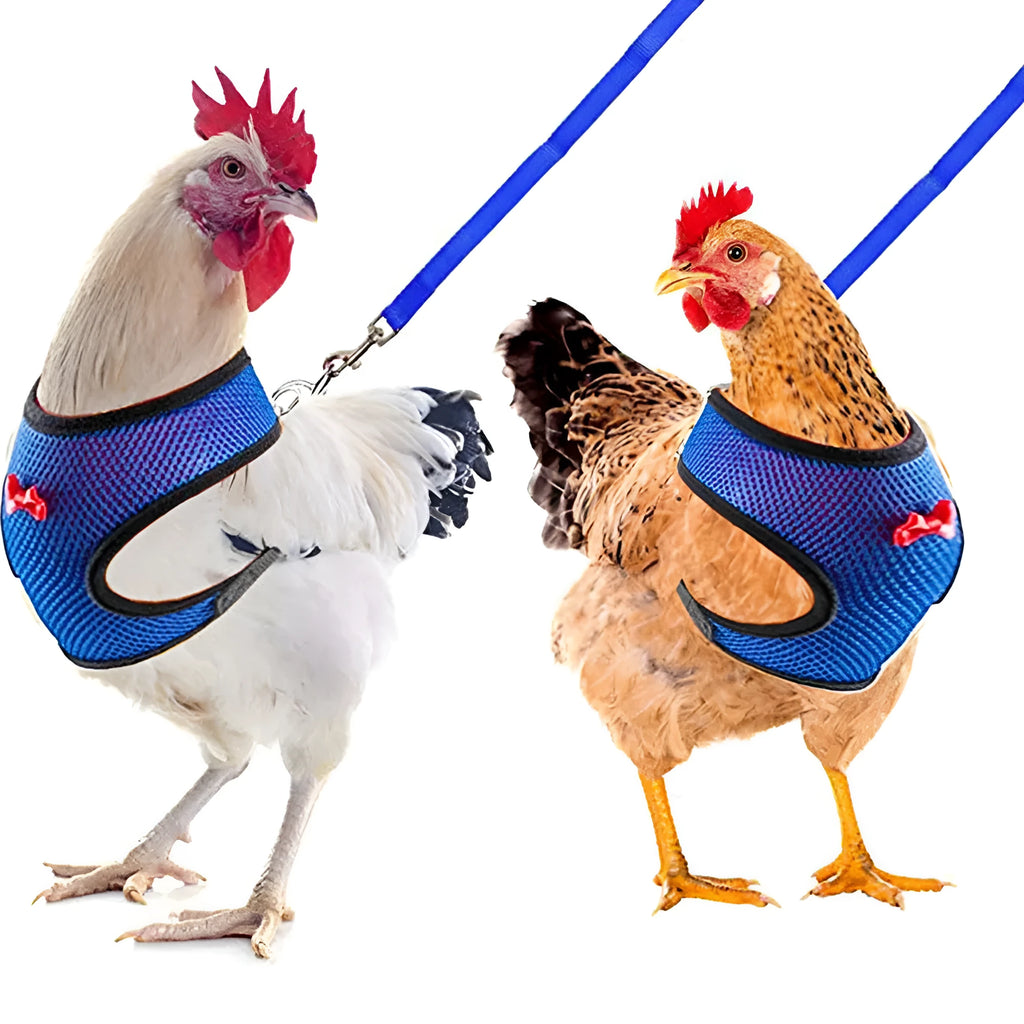 Chicken wearing mesh harness vest with decorative collar and control rope