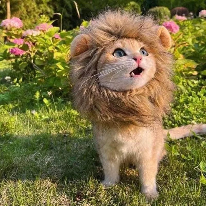Lion mane wig costume with plush ears on a cat, showing adjustable elastic band and fluffy artificial hair.
