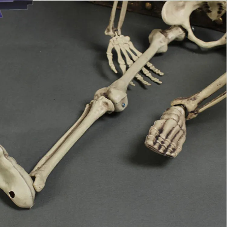 A full-size 170cm tall white plastic skeleton prop with a detailed skull on a neutral background.