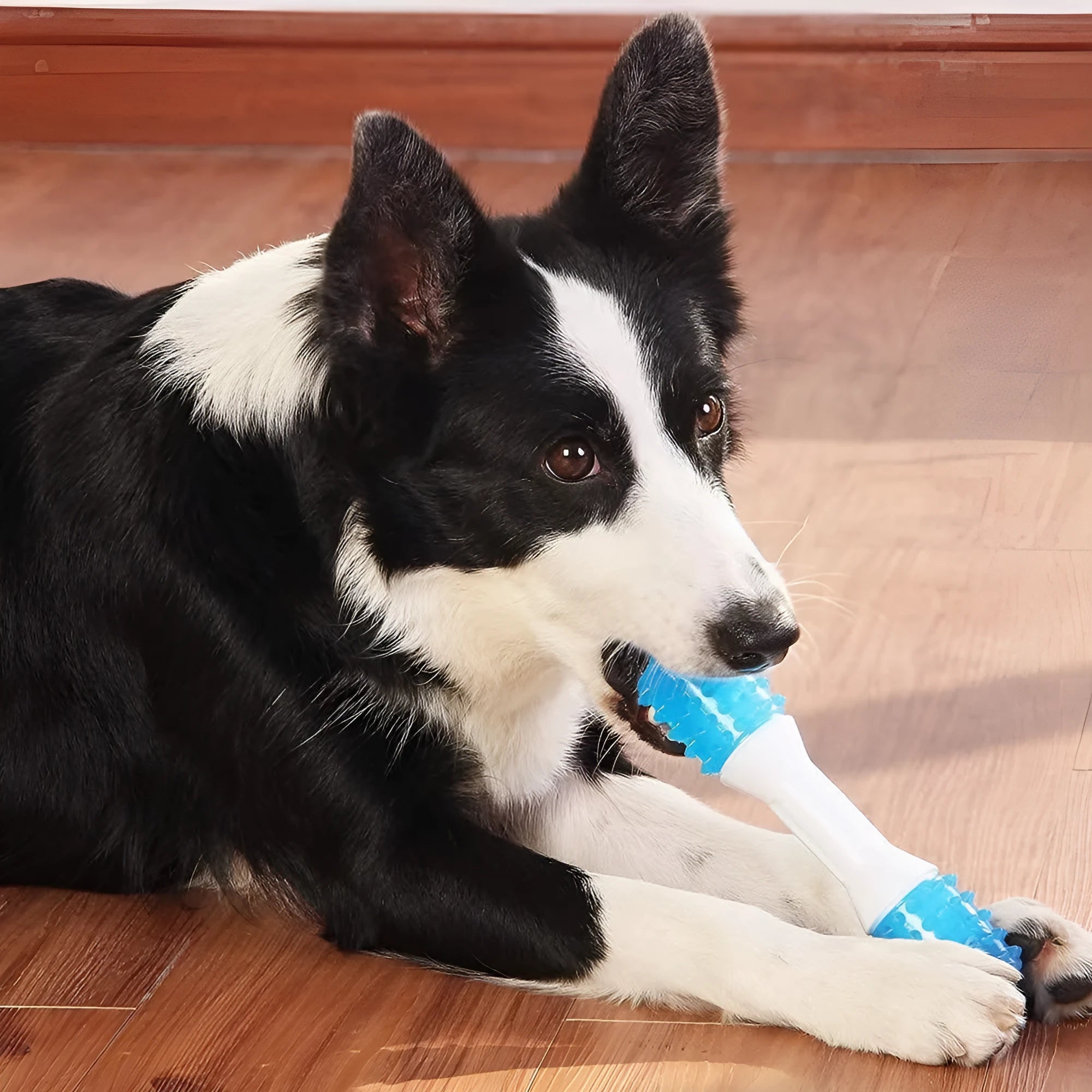 Dual-colour TPR rubber puppy teething chew toy for moderate chewers, shown in sizes small, medium, and large.