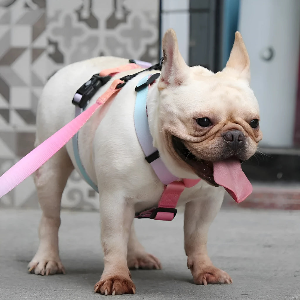 Gradient colour pet chest strap harness in purple, blue, neon, or green patterns.