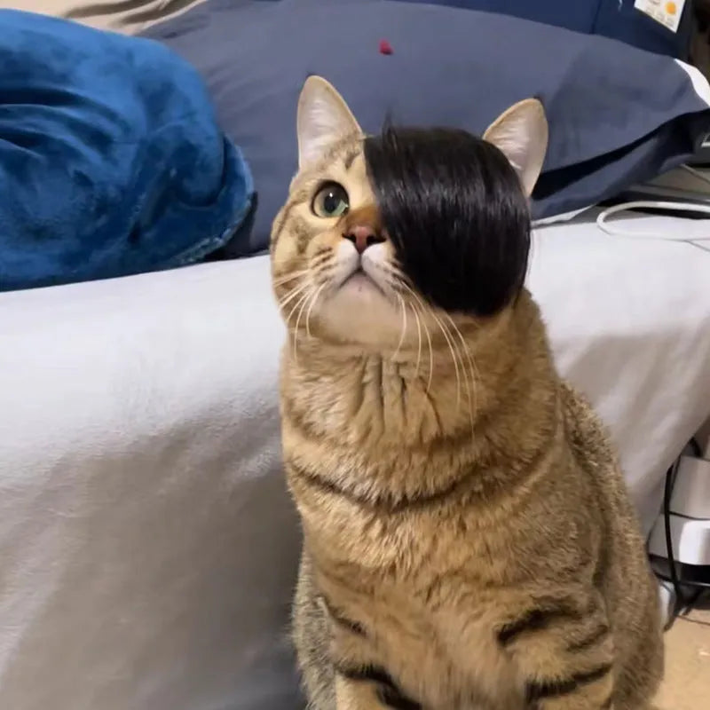 Black imitation braid pet wig for cats on white background