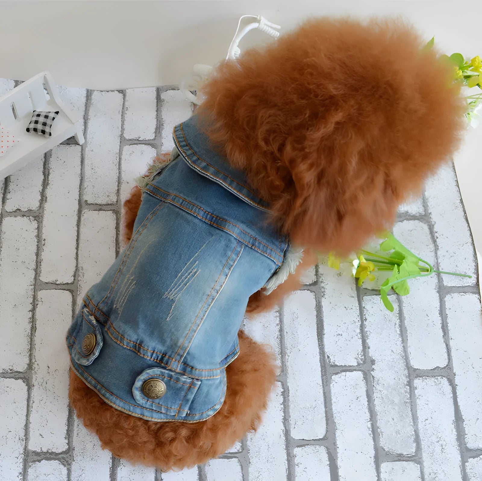 Denim dog vest with scratch pattern in dark wash colour on small breed dog