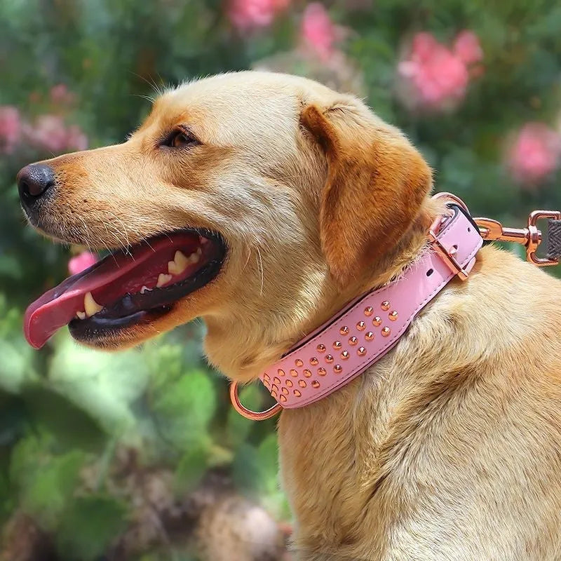 Leather dog collar with metal rivet studs in chocolate colour, shown on a size label.