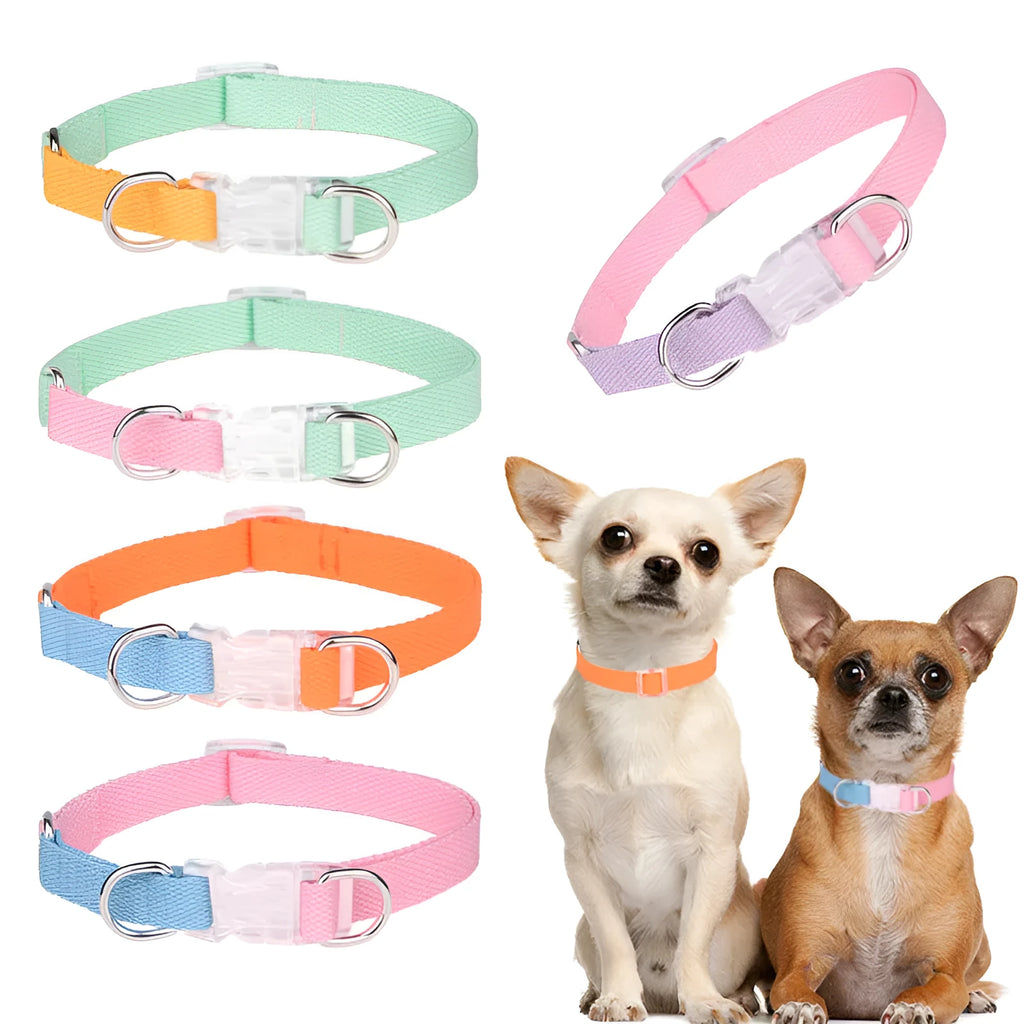 Polyester dog collar set with hand holding rope and chest strap in coordinated colour combinations