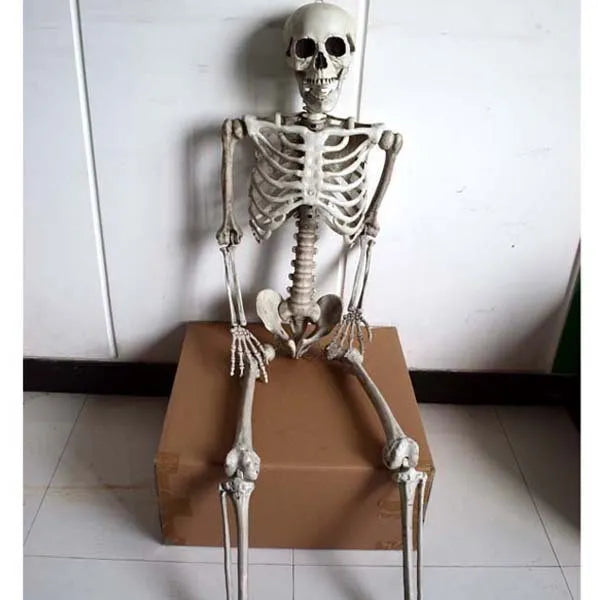 A full-size 170cm tall white plastic skeleton prop with a detailed skull on a neutral background.