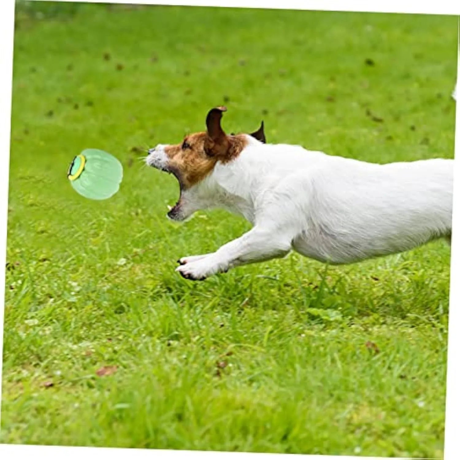 Green, orange, and yellow pumpkin-shaped squeaker dog ball toy for small dogs, shown with size scale.