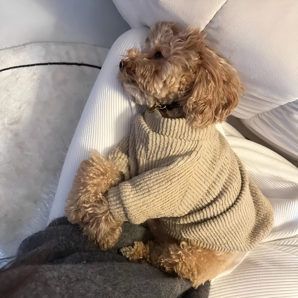 Brown casual cloth sweater for a small dog on a mannequin, showing size range XS to XL.