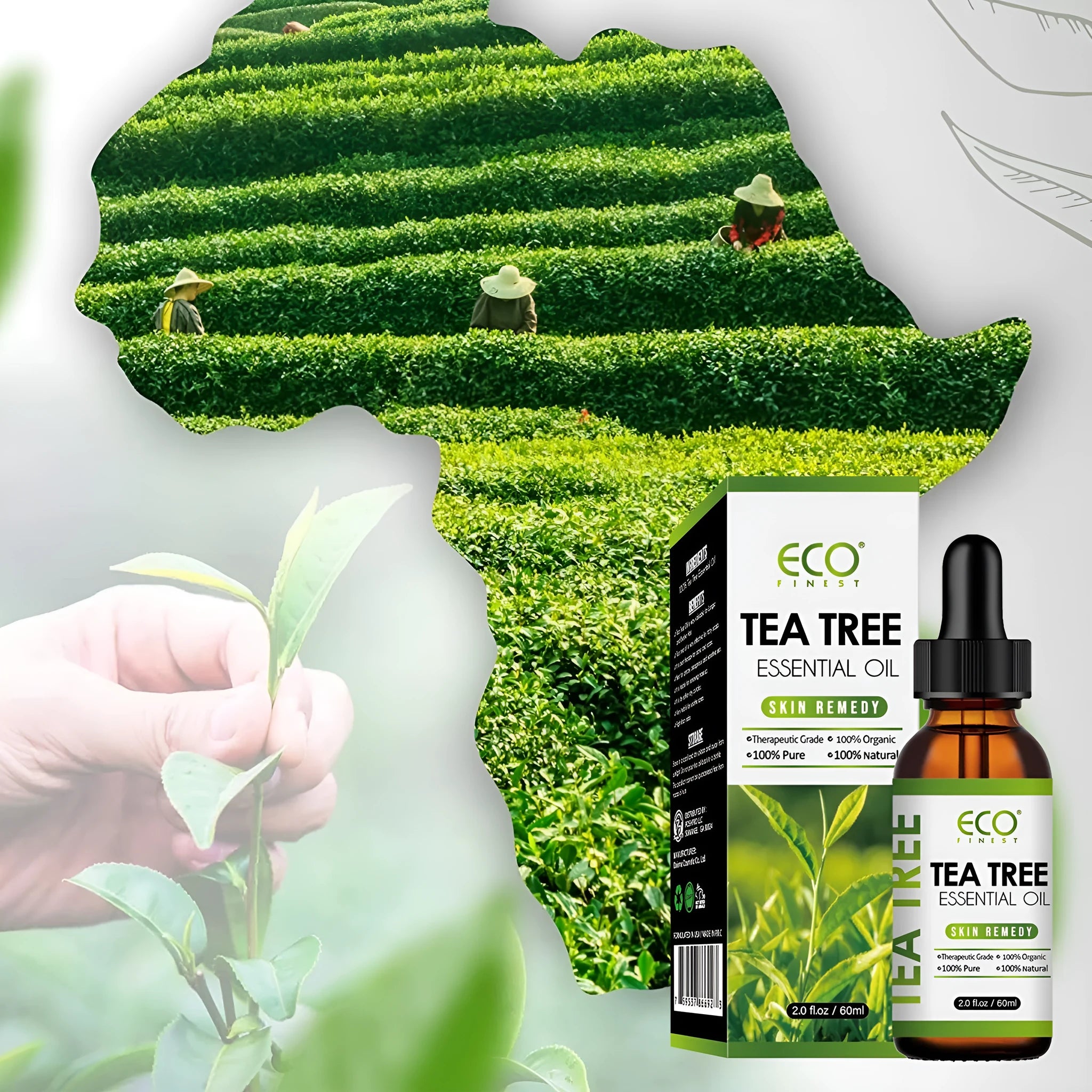 A 60ml glass bottle of pure tea tree essential oil for massage and skincare.