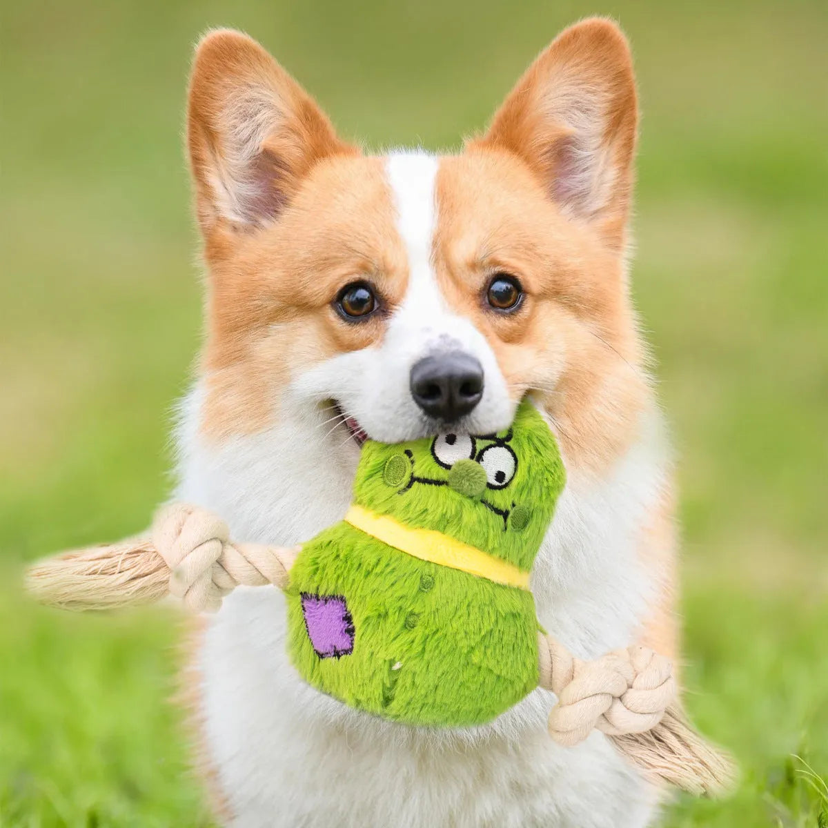 Green and purple interactive dog toy with plush rope knot design and molar tooth texture for tug-of-war games